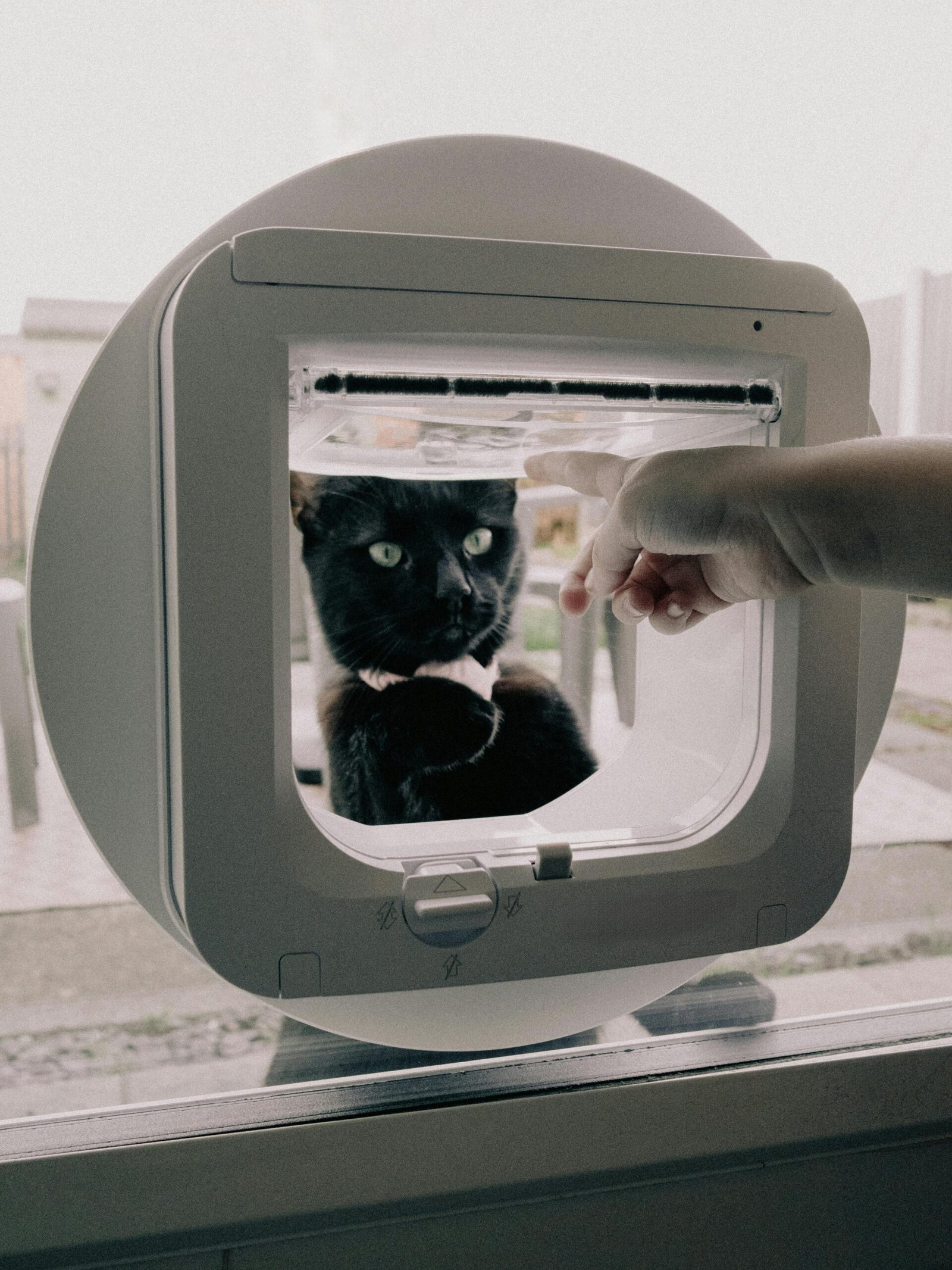 A black cat looking through a cat flap